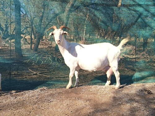 1 X Saanen Melkbok X Boerbok (SLEGS OP KATALOGUS) OOI
