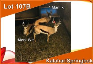 1x KALAHARI SPRINGBOK/SPRINGBUCK M: 1 Merk Rooi