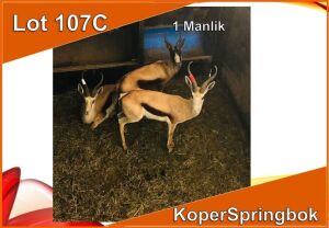 1x KOPER SPRINGBOK/COPPER SPRINGBUCK M: 1 