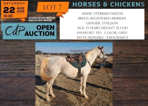 1 X HORSE STEBRIKA FAZEEM REGISTERED ARABIAN STALLION JOHAN PHYFFER