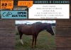 1 X HORSE STARINA FULLBLOOD MARE JOHAN PHYFFER