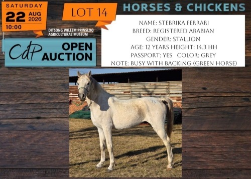 1 X HORSE STEBRIKA FERRARI REGISTERED ARABIAN STALLION JOHAN PHYFFER