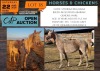 1 X HORSE STEBRIKA BELLALAIKA REGISTERED ARABIAN MARE JOHAN PHYFFER