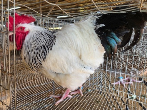 1 X CHICKEN M DANIE ROHLANDT