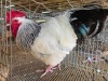 1 X CHICKEN M DANIE ROHLANDT