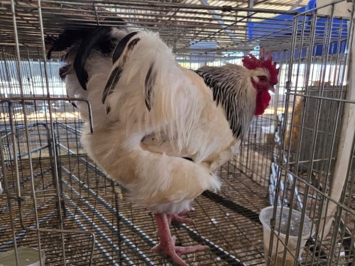 1 X CHICKEN M DANIE ROHLANDT
