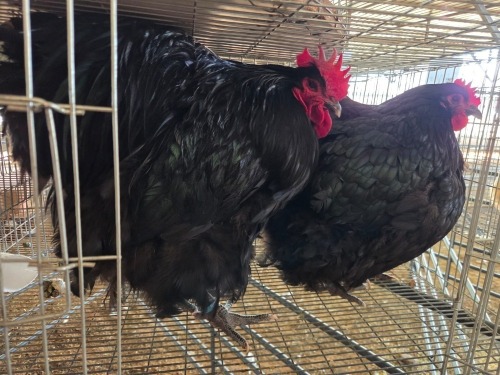 2 X CHICKEN (Pay per chicken) M+F DANIE ROHLANDT