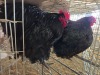 2 X CHICKEN (Pay per chicken) M+F DANIE ROHLANDT