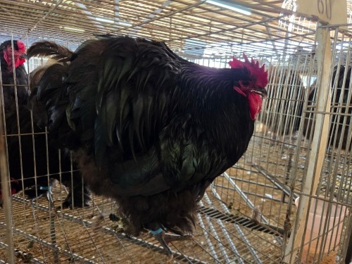 1 X CHICKEN M DANIE ROHLANDT
