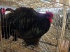 1 X CHICKEN M DANIE ROHLANDT