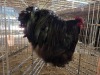 1 X CHICKEN M DANIE ROHLANDT