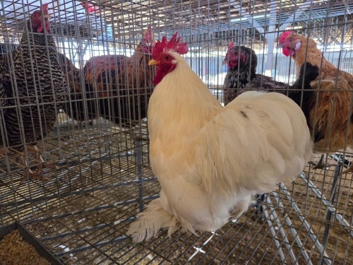 1 X CHICKEN M PW VAN HEERDEN