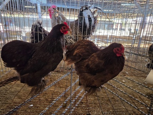 2 X CHICKEN (Pay per chicken) F PW VAN HEERDEN