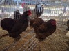 2 X CHICKEN (Pay per chicken) F PW VAN HEERDEN
