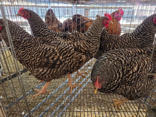 5 X CHICKEN (Pay per chicken) F VENTER'S AT TRADE - ROBERT VENTER