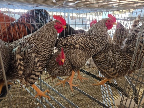 5 X CHICKEN (Pay per chicken) M VENTER'S AT TRADE - ROBERT VENTER