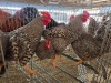 5 X CHICKEN (Pay per chicken) M VENTER'S AT TRADE - ROBERT VENTER