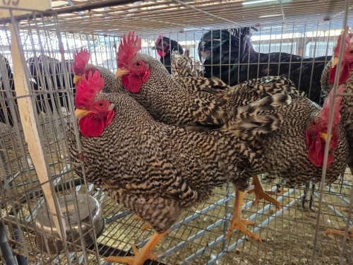 5 X CHICKEN (Pay per chicken) M VENTER'S AT TRADE - ROBERT VENTER