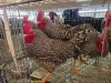 5 X CHICKEN (Pay per chicken) M VENTER'S AT TRADE - ROBERT VENTER