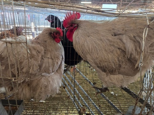 2 X CHICKEN (Pay per chicken) M+F VENTER'S AT TRADE - ROBERT VENTER