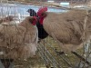 2 X CHICKEN (Pay per chicken) M+F VENTER'S AT TRADE - ROBERT VENTER