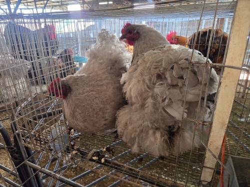 2 X CHICKEN (Pay per chicken) F VENTER'S AT TRADE - ROBERT VENTER