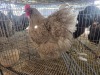 1 X CHICKEN F VENTER'S AT TRADE - ROBERT VENTER