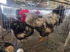 2 X CHICKEN (Pay per chicken) M+F VENTER'S AT TRADE - ROBERT VENTER