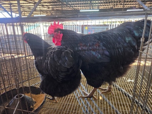 2 X CHICKEN (Pay per chicken) M+F VENTER'S AT TRADE - ROBERT VENTER