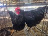 2 X CHICKEN (Pay per chicken) M+F VENTER'S AT TRADE - ROBERT VENTER