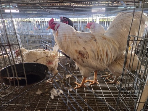 3 X CHICKEN (Pay per chicken) M+F VENTER'S AT TRADE - ROBERT VENTER
