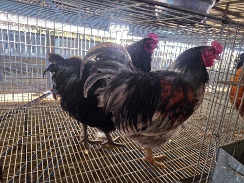 2 X CHICKEN (Pay per chicken) M VENTER'S AT TRADE - ROBERT VENTER