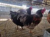2 X CHICKEN (Pay per chicken) M VENTER'S AT TRADE - ROBERT VENTER