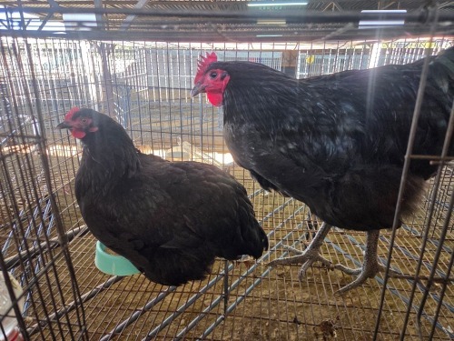 2 X CHICKEN (Pay per chicken) M+F VENTER'S AT TRADE - ROBERT VENTER