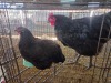 2 X CHICKEN (Pay per chicken) M+F VENTER'S AT TRADE - ROBERT VENTER