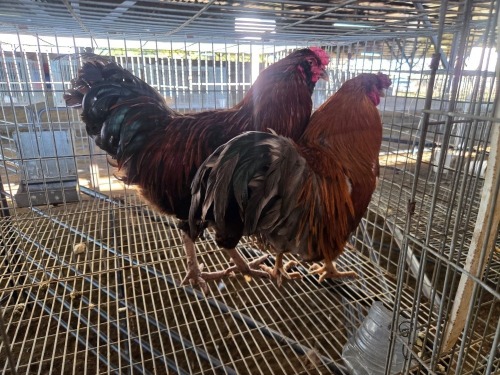 2 X CHICKEN (Pay per chicken) M VENTER'S AT TRADE - ROBERT VENTER