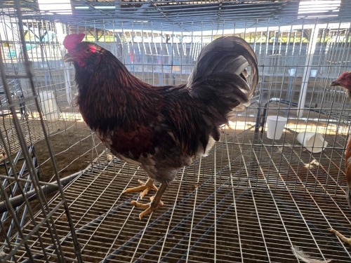 2 X CHICKEN (Pay per chicken) M+F VENTER'S AT TRADE - ROBERT VENTER