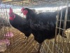 2 X CHICKEN (Pay per chicken) M VENTER'S AT TRADE - ROBERT VENTER