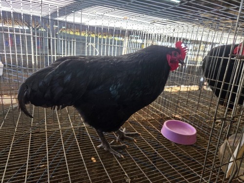 1 X CHICKEN VENTER'S AT TRADE - ROBERT VENTER