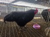 1 X CHICKEN VENTER'S AT TRADE - ROBERT VENTER