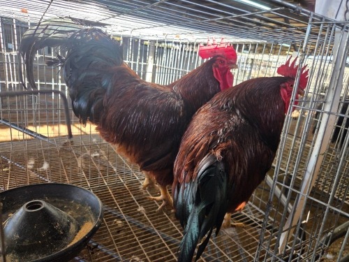 2 X CHICKEN (Pay per chicken) VENTER'S AT TRADE - ROBERT VENTER