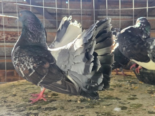 5 X DOVES (Pay per chicken) DANIE ROHLANDT