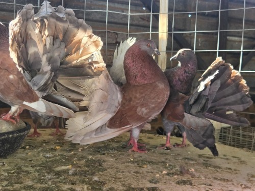 6 X DOVES (Pay per chicken) DANIE ROHLANDT