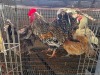4 X CHICKEN (Pay per chicken) PW VAN HEERDEN