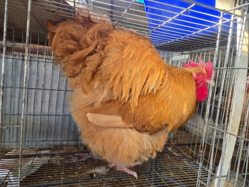 1 X CHICKEN DANIE ROHLANDT