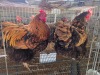 2 X CHICKEN (Pay per chicken) MARIJNA TE DAM