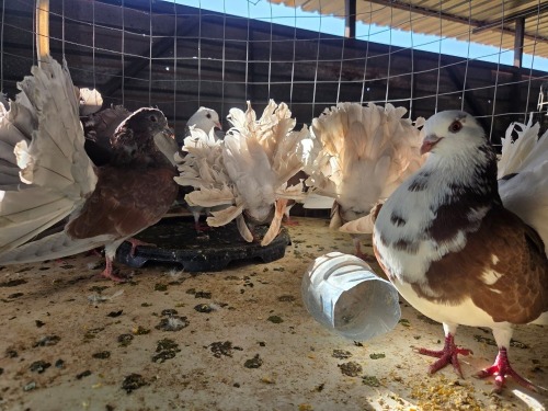 10 X DOVES (Pay per chicken) DANIE ROHLANDT