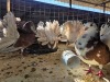 10 X DOVES (Pay per chicken) DANIE ROHLANDT