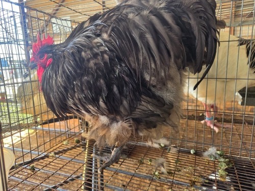 1 X CHICKEN DANIE ROHLANDT