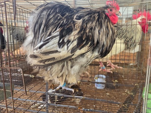 1 X CHICKEN DANIE ROHLANDT